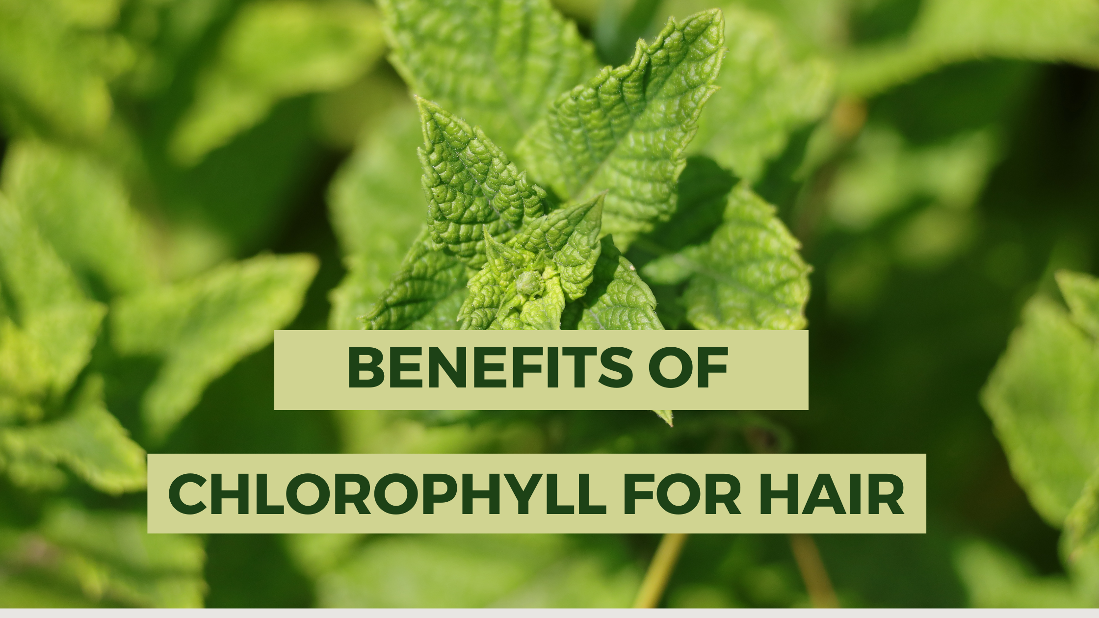 benefits of chlorophyll for hair